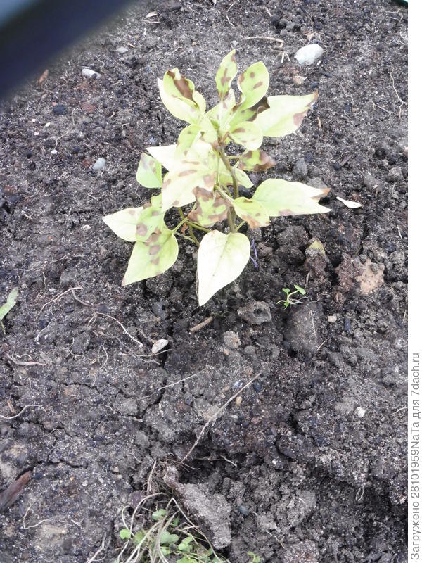 сирень Маленький принц