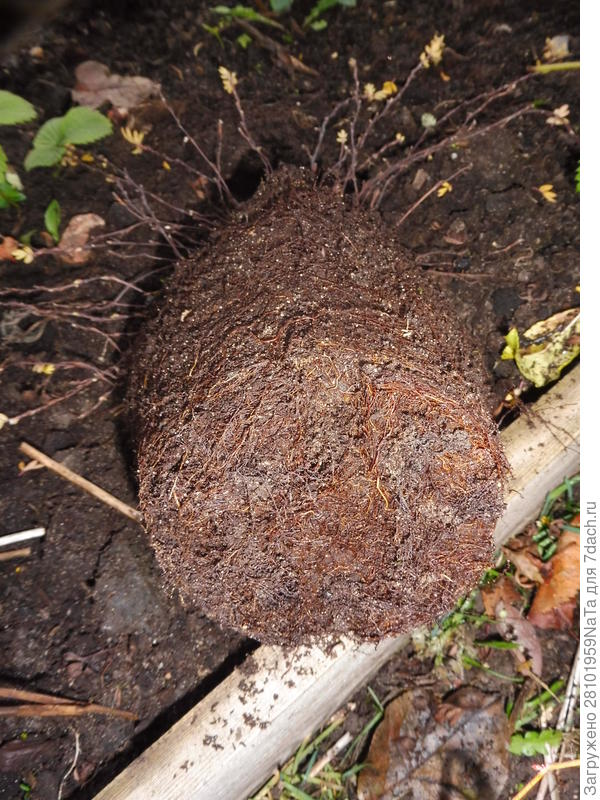 главное-хорошая корневая система у кустарника