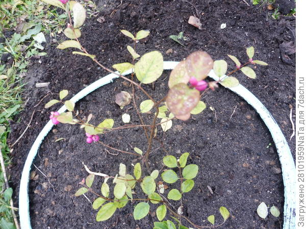 снежноягодник розовый Меджик Берри