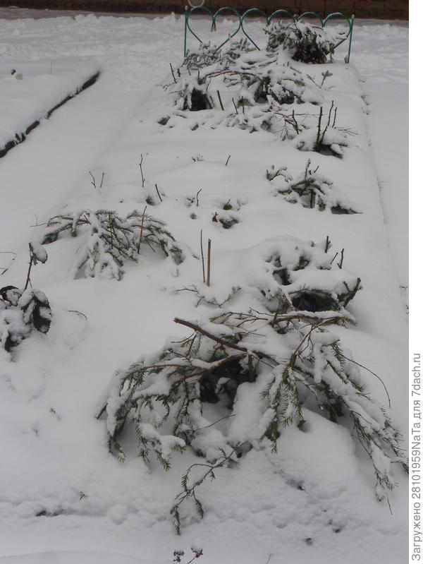 лапником укрыты молодые розы