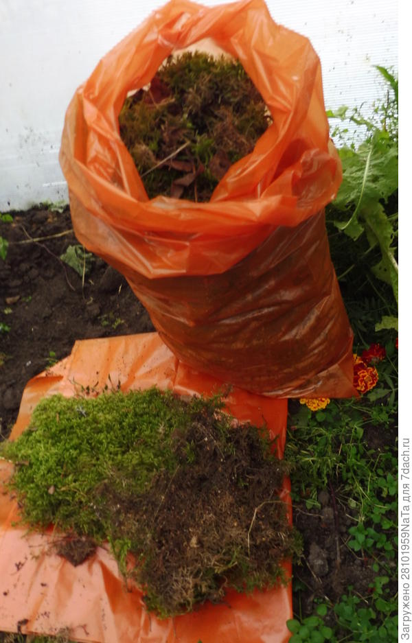 мох для укрытия