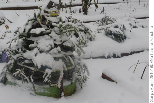 укрываем лапником молодые деревья