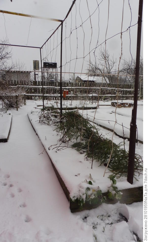 лапником укрываем виноград