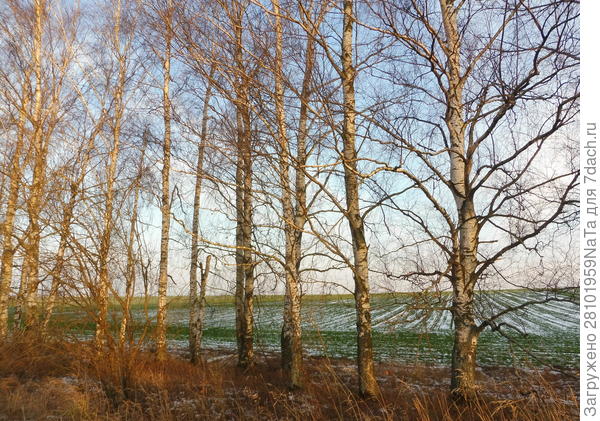 поле и снег