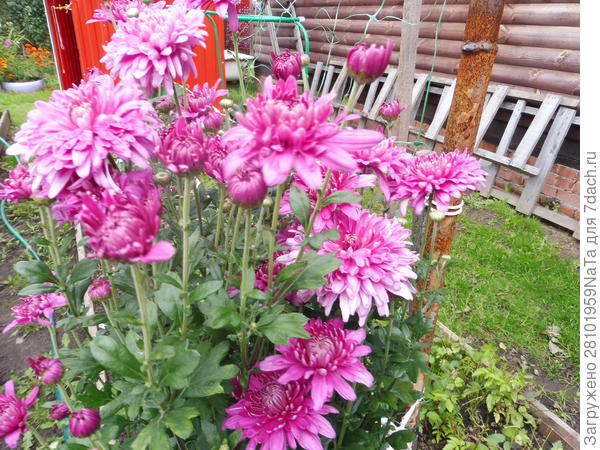 хризантема