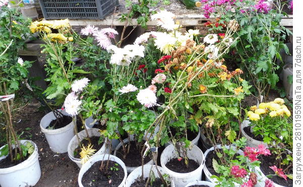 хризантемы