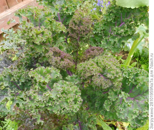 листовая Розмари