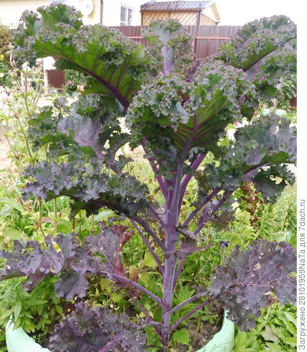 листовая капуста