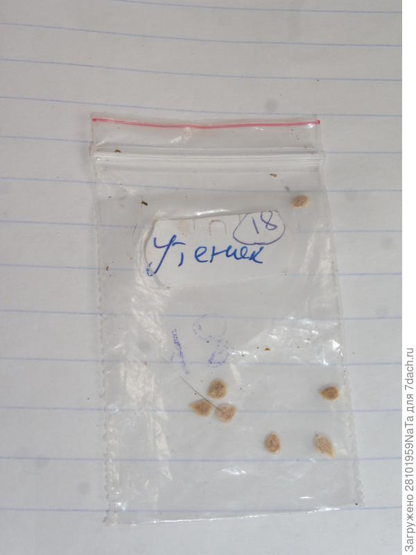 томат семена