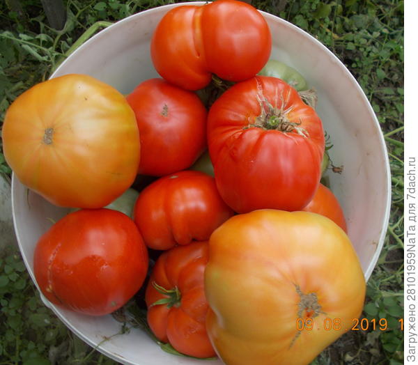 вырастают сладкие томаты с настойкой из луковой шелухи