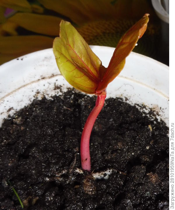 росток клещевины