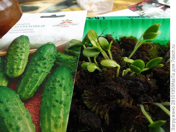 огурцы в мохе