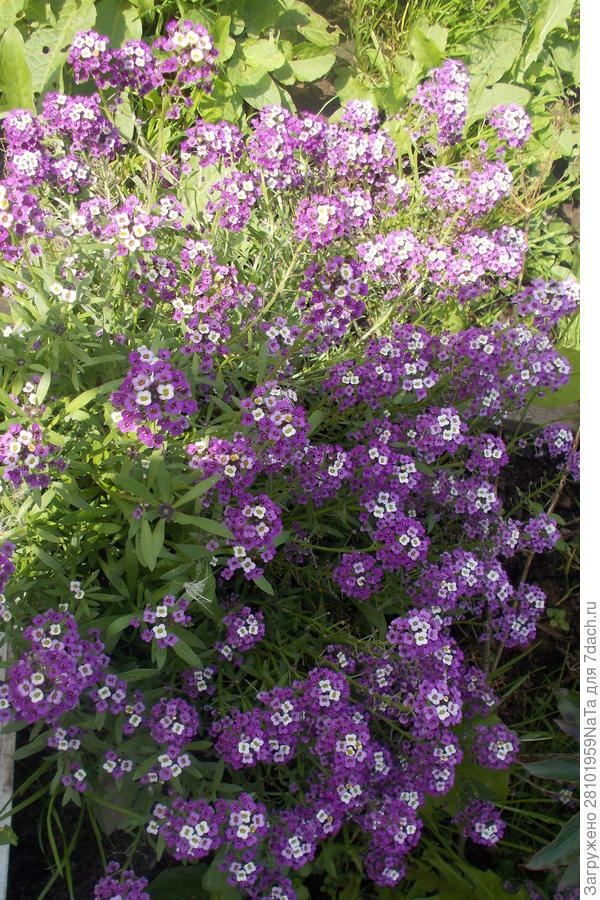 иберис сиреневый