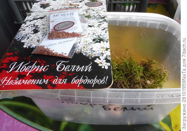 семена ибериса