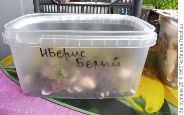 для рассады "подушка"