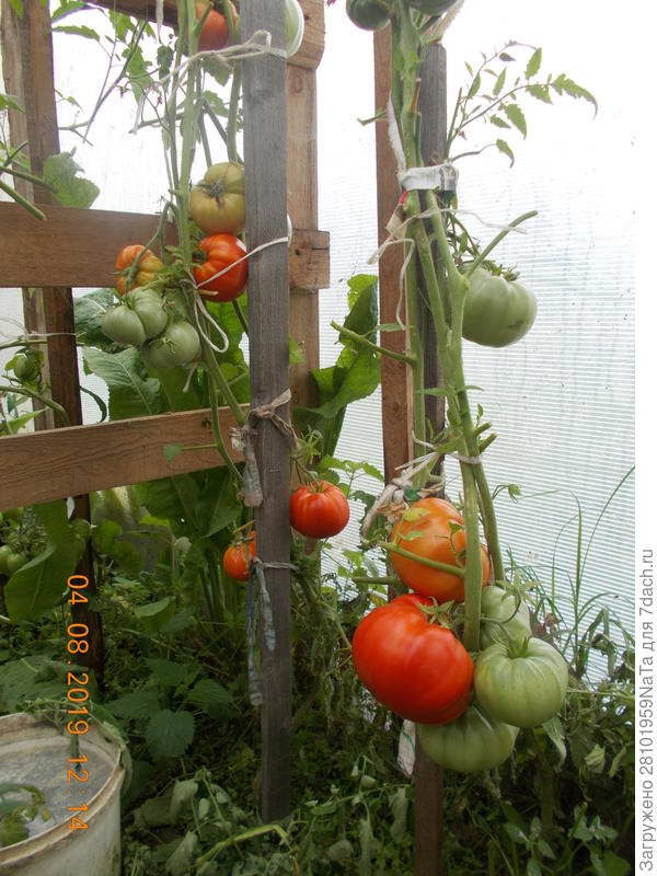 Космонавт Волков