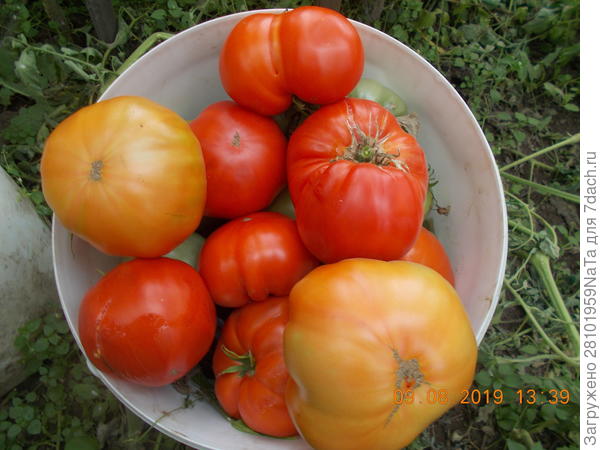 Космонавт Волков