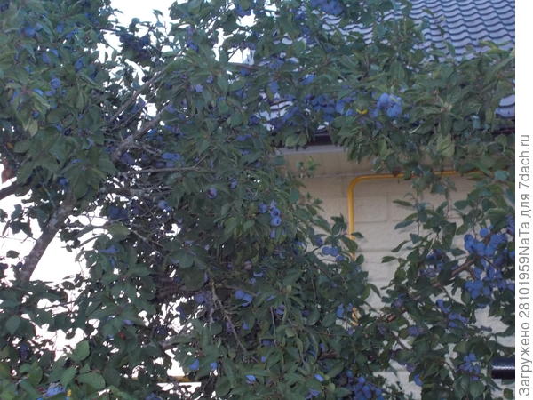 Тульский чернослив