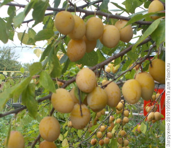 сливы медовые