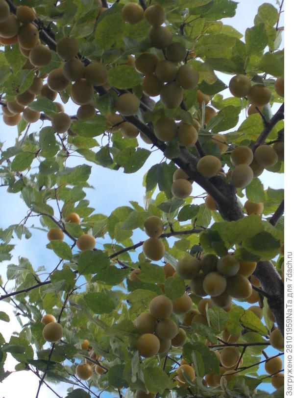 желтые сливы