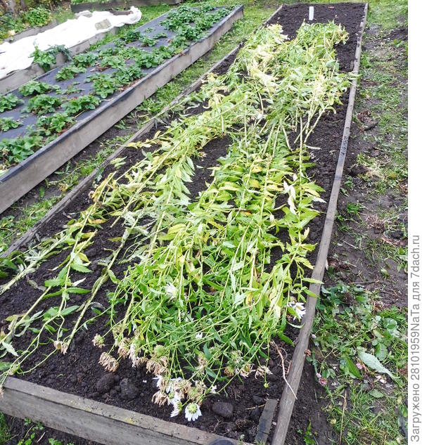 Укрываю морковку под зиму