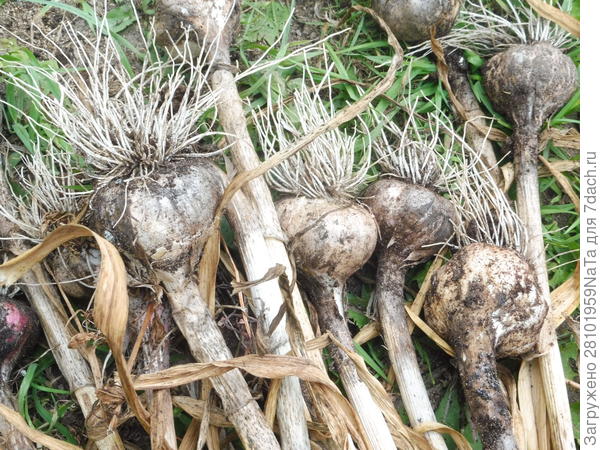 Сорт Грибовский