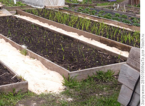 Чеснок весной