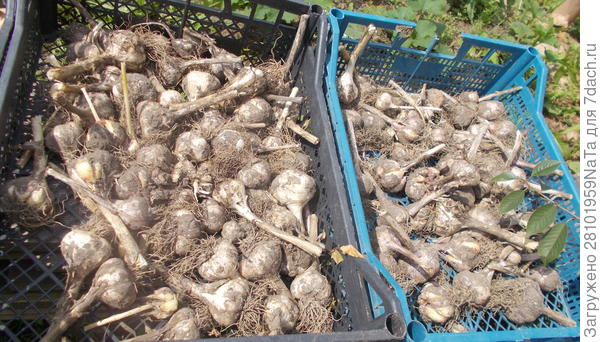 Просушиваем чеснок