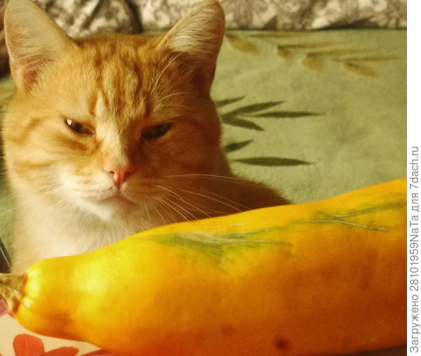 Кузя и кабачок
