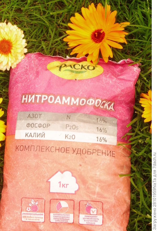 Удобрение для кабачков