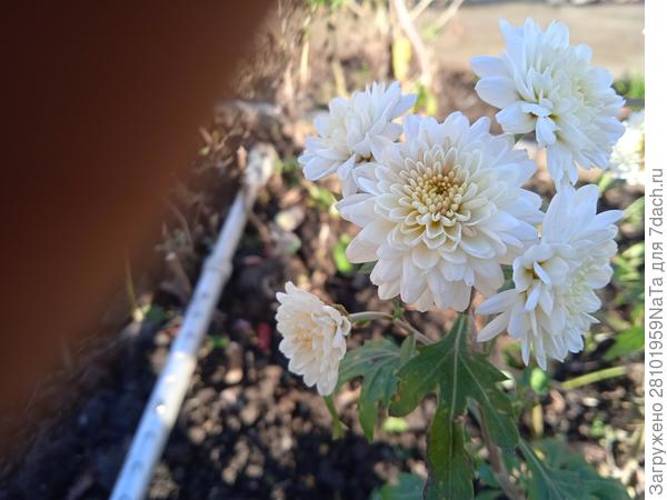 хризантема в ноябре