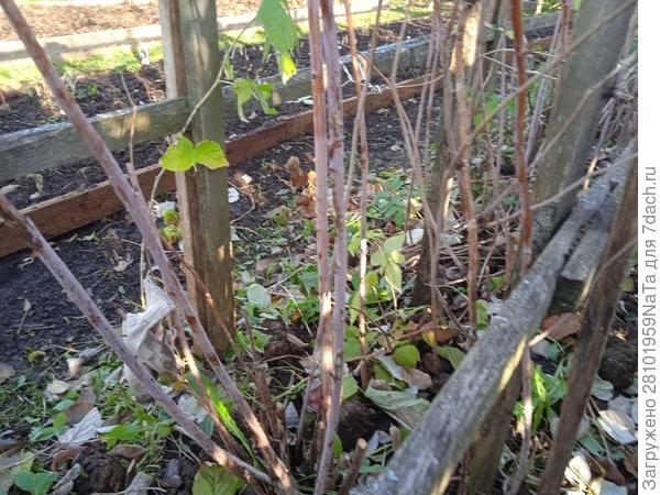 Обрезать ненужные ветки