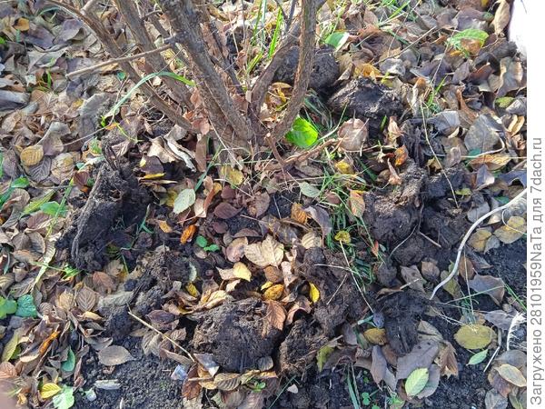 Подготовка к зимовке плодово-ягодных растений