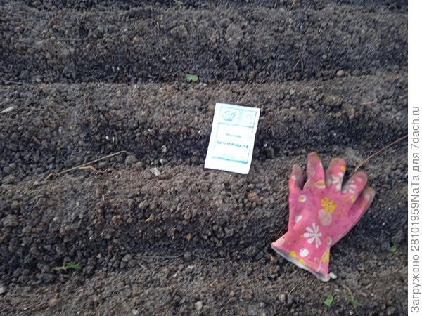 Земля заморожена пора сеять семена моркови