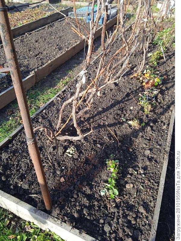 Обрезала виноград в сентябре