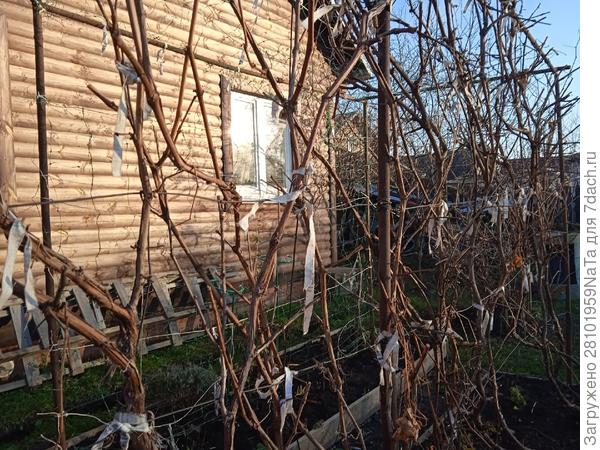 Веревки на винограде