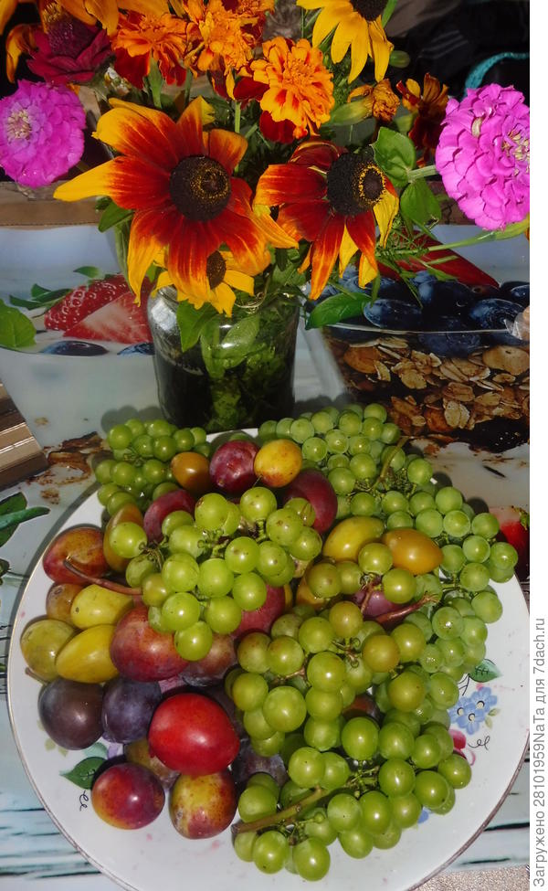 Наш виноград