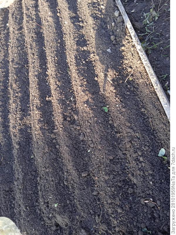 Для посадки моркови борозды сделаны