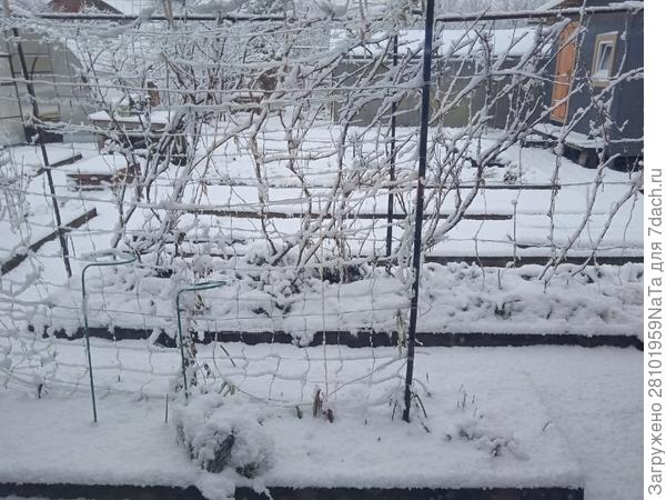 Снег укрыл все