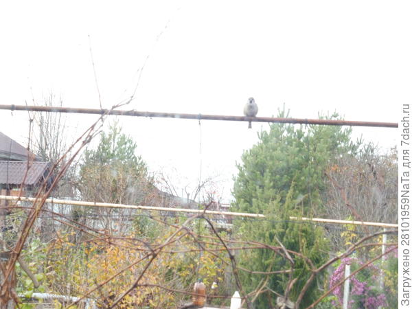 Птицы на винограднике