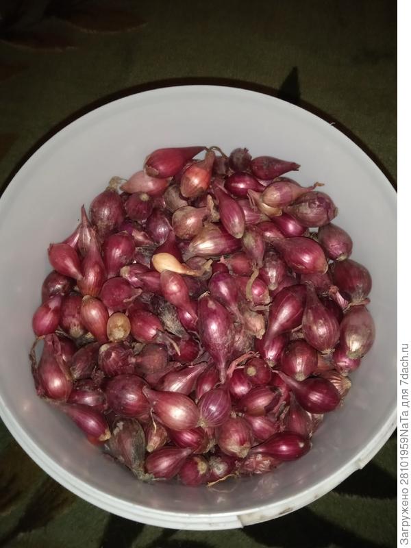 лук