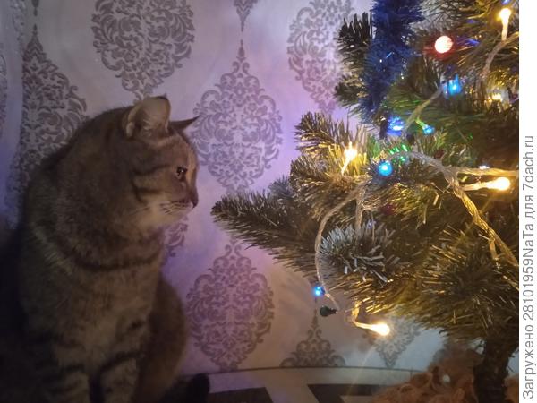 кошка спряталась за елкой