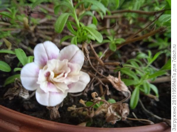 КАЛИБРАХОА