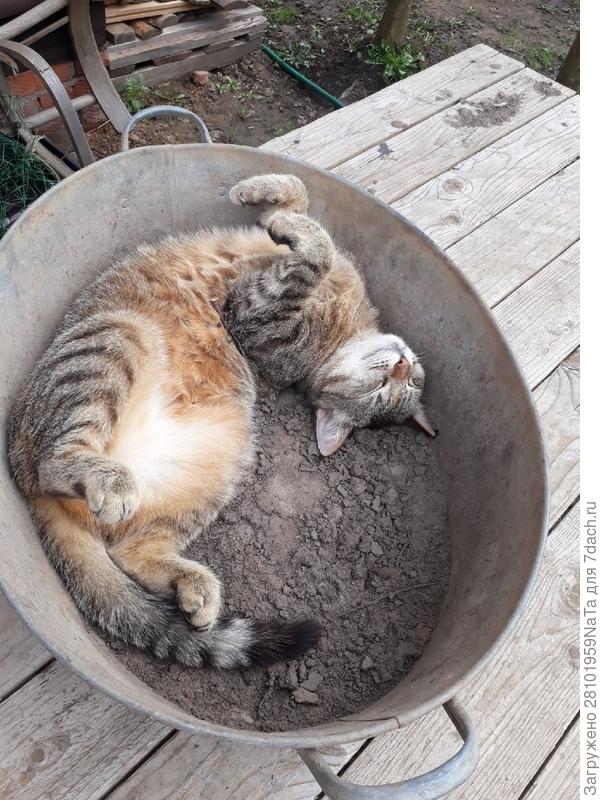 Мурза любит в тазике поваляться