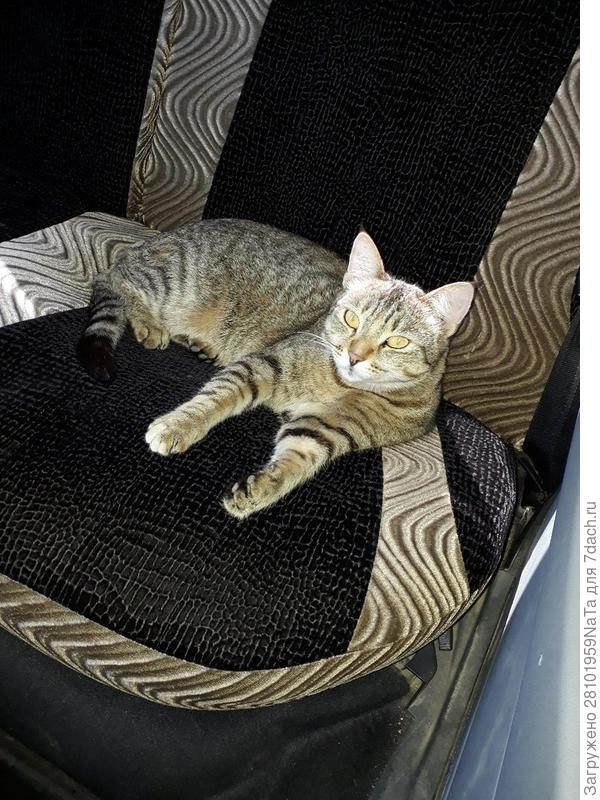 кошка Мурза любит в машине покататься