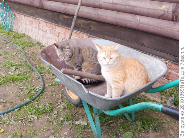 Мурза с Кузей