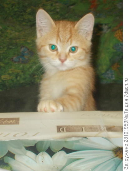 маленький Кузя