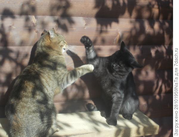 Мурза и Степа