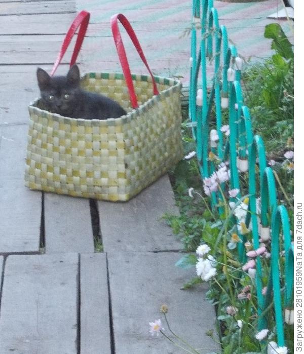 Кот  Степан маленький