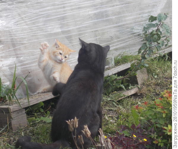 Маленький Кузя и Степан